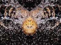 Ya está aquí lo nuevo de O Sonoro Maxín! Sete Dezasete, en las tiendas y en las calles!